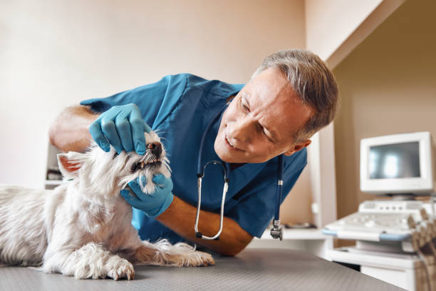 Best Pediatric Emergency Dentist in Catonsville, MD
